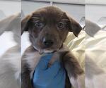 Small Border Collie-Great Pyrenees Mix