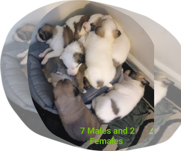 Medium Photo #1 German Shepherd Dog-Great Pyrenees Mix Puppy For Sale in JONESBORO, GA, USA