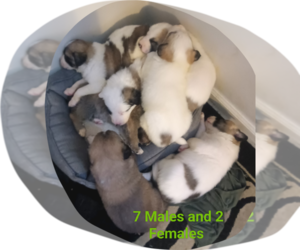 German Shepherd Dog-Great Pyrenees Mix Puppy for sale in JONESBORO, GA, USA