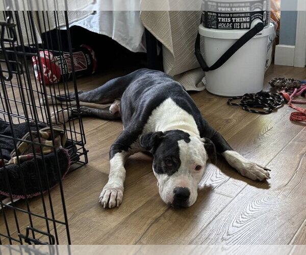 Medium Photo #3 American Pit Bull Terrier-Unknown Mix Puppy For Sale in Germantown, OH, USA