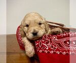 Small Photo #5 Goldendoodle-Poodle (Miniature) Mix Puppy For Sale in SQUAW VALLEY, CA, USA