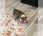 Small #3 Pembroke Welsh Corgi