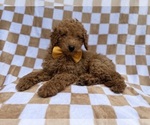 Small #2 Poodle (Miniature)