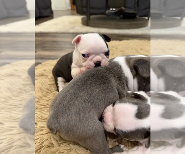 Medium Photo #3 Boston Terrier Puppy For Sale in FREDONIA, KS, USA