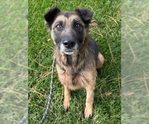German Shepherd Dog Dogs for adoption in Woodland, CA, USA