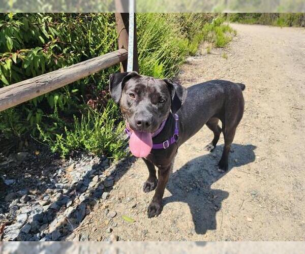 Medium Photo #3 American Pit Bull Terrier Puppy For Sale in Chula Vista, CA, USA