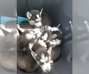 Siberian Husky Puppy for sale in ANGOLA, IN, USA