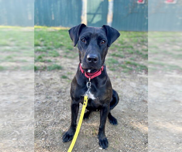 Medium Photo #1 Labrador Retriever-Unknown Mix Puppy For Sale in Brewster, NY, USA