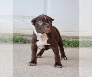 American Bully Puppy for sale in CHAMPAIGN, IL, USA