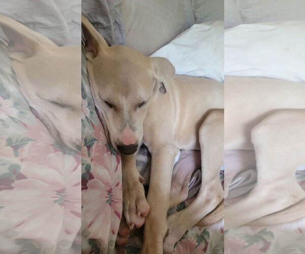 Medium Photo #4 Labrador Retriever-Unknown Mix Puppy For Sale in Germantown, OH, USA