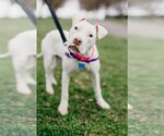 Small Photo #11 American Pit Bull Terrier Puppy For Sale in Richmond, VA, USA