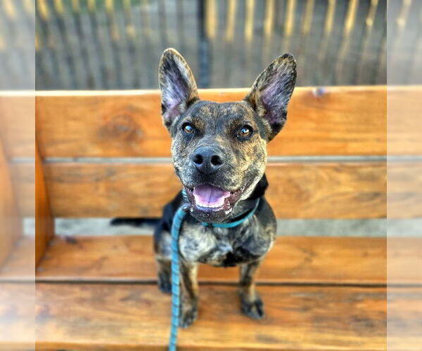 Medium Photo #2 German Shepherd Dog-Unknown Mix Puppy For Sale in Long Beach, CA, USA