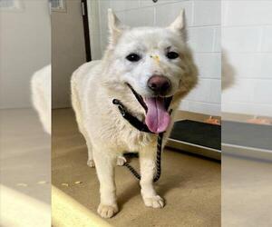Siberian Husky Dogs for adoption in Derwood, MD, USA