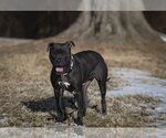 Small #10 American Staffordshire Terrier-Boxer Mix