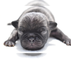 Pug Puppy for sale in PALM COAST, FL, USA