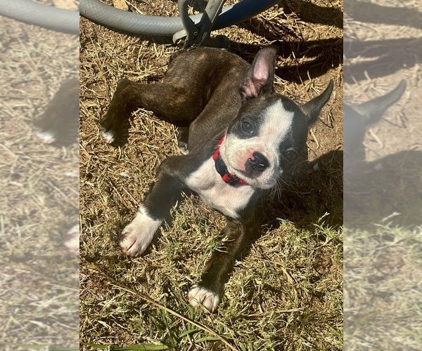 Medium Photo #1 Boston Terrier Puppy For Sale in VALDOSTA, GA, USA