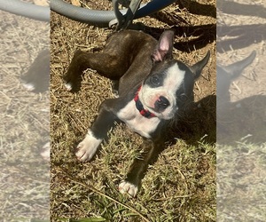 Boston Terrier Puppy for sale in VALDOSTA, GA, USA