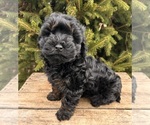 Small #1 Cavapoo