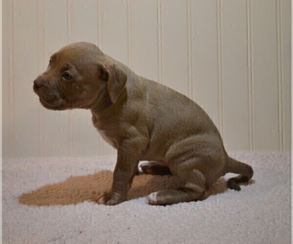 Medium Photo #9 American Bully Puppy For Sale in LENOIR CITY, TN, USA