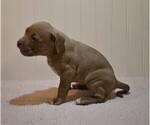 Small #8 American Bully