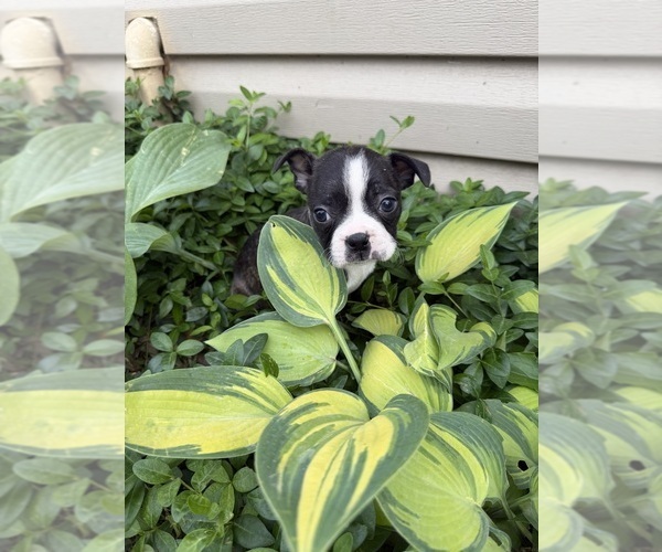 Medium Photo #2 Boston Terrier Puppy For Sale in FREDONIA, KS, USA