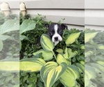 Small #1 Boston Terrier