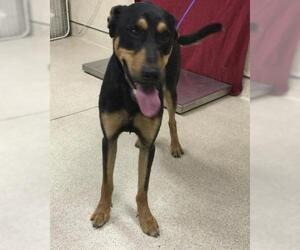 Doberman Pinscher-Unknown Mix Dogs for adoption in Riverside, CA, USA