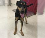 Small Doberman Pinscher Mix