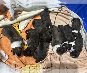 Boxer Litter for sale in RALEIGH, NC, USA