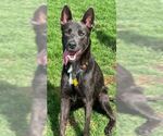 Small Labrador Retriever Mix