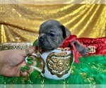 Small Photo #62 French Bulldog Puppy For Sale in HAYWARD, CA, USA