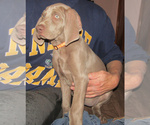 Small Photo #29 Weimaraner Puppy For Sale in LAS ANIMAS, CO, USA