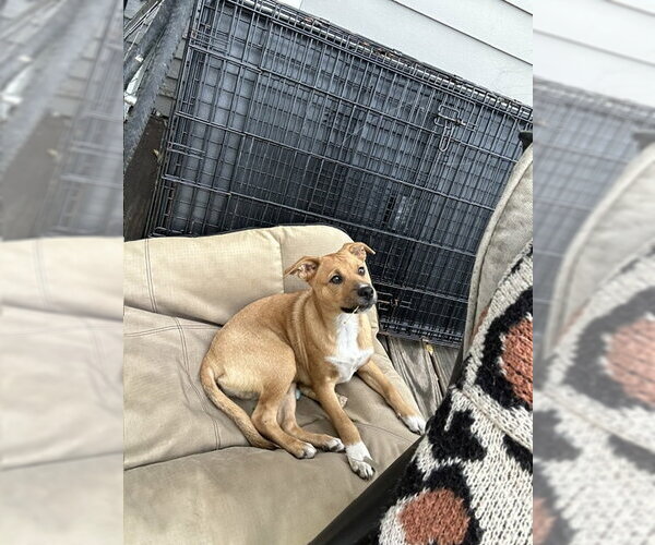 Medium Photo #3 Labrador Retriever-Unknown Mix Puppy For Sale in Brooklyn Center, MN, USA