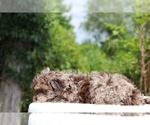 Small #9 ShihPoo
