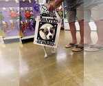 Small #2 American Pit Bull Terrier Mix