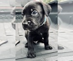 Small Photo #2 Cane Corso Puppy For Sale in SAINT JOSEPH, MO, USA
