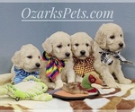 Small Photo #8 Goldendoodle Puppy For Sale in CEDAR GAP, MO, USA