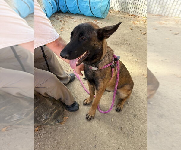 Medium Photo #6 German Shepherd Dog-Unknown Mix Puppy For Sale in Imlay City, MI, USA