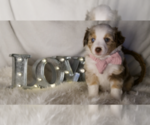 Small Photo #6 Miniature Australian Shepherd Puppy For Sale in ELKHART, TX, USA