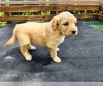 Small #1 Goldendoodle