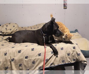 Piper (Courtesy Listing) - Female American Pit Bull Terrier Dog for Adoption - Photo #5