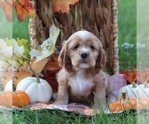 Cocker Spaniel Puppy for sale in HERSHEY, PA, USA
