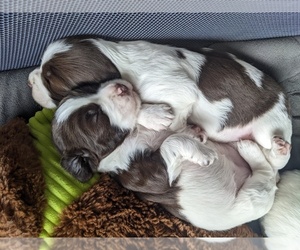 English Springer Spaniel Puppy for sale in SACRAMENTO, CA, USA