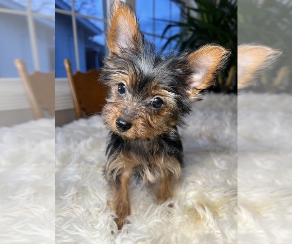 Medium Photo #2 Yorkshire Terrier Puppy For Sale in ELKTON, KY, USA