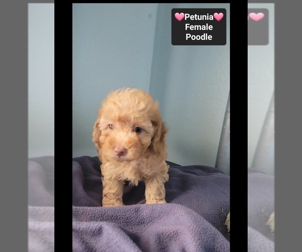 Medium Photo #3 Poodle (Toy) Puppy For Sale in TUCSON, AZ, USA