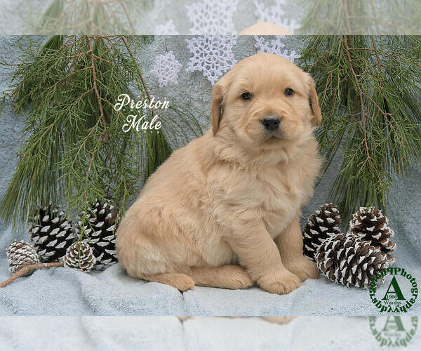 Medium Photo #1 Golden Retriever Puppy For Sale in HARRISONBURG, VA, USA