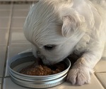 Small Photo #5 Maltese Puppy For Sale in STUART, FL, USA