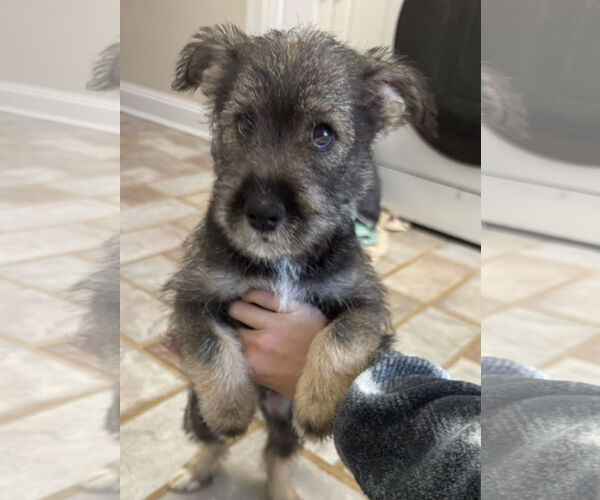 Medium Photo #3 Pomeranian-Unknown Mix Puppy For Sale in Lenoir, NC, USA