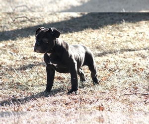 Olde English Bulldogge Puppy for sale in HAWARDEN, IA, USA