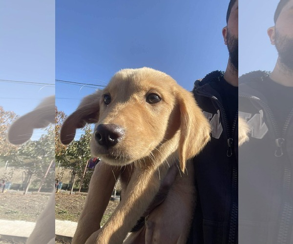 Medium Photo #2 Golden Retriever Puppy For Sale in NYC, NY, USA